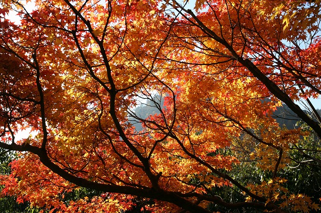 光悦寺・紅葉 082.jpg