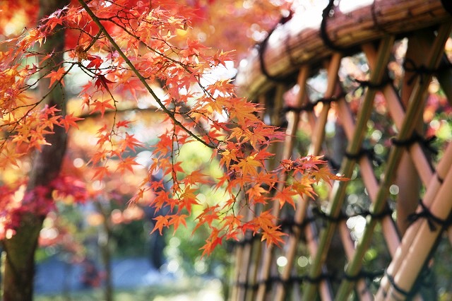 光悦寺・紅葉 099.jpg