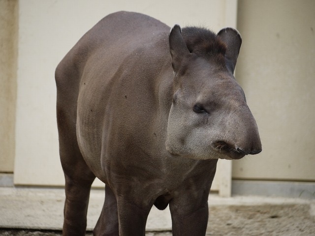 動物園8.jpg