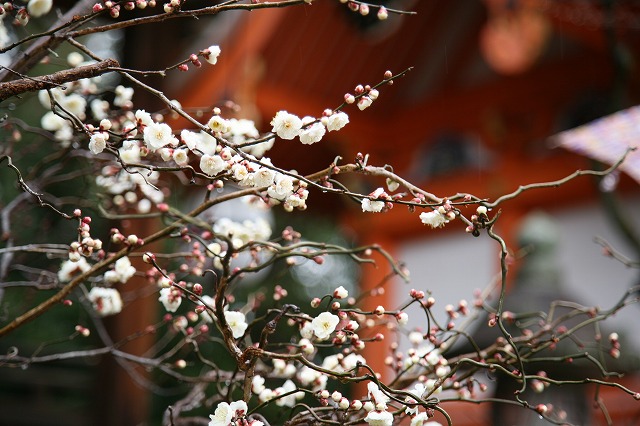 北野天満宮　梅花祭 110.jpg