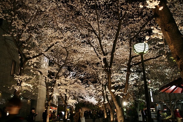 夜桜  祇園白川.jpg