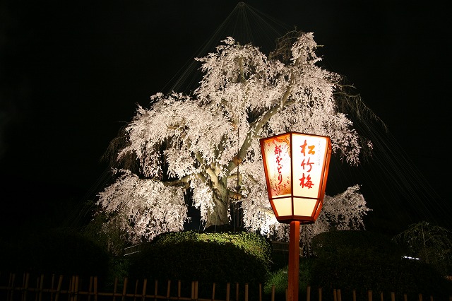 夜桜 031.jpg