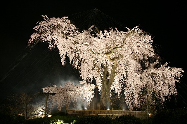 夜桜 033.jpg