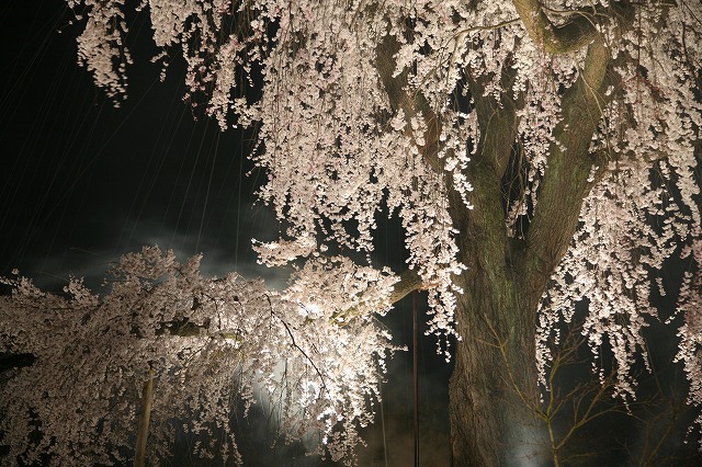 夜桜 034.jpg