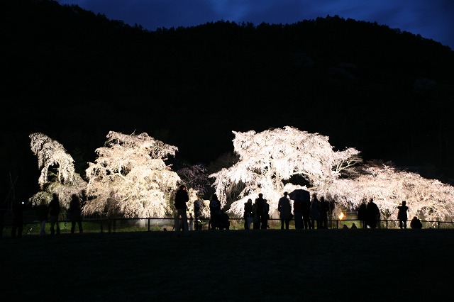 夜桜・広沢の池 011.jpg