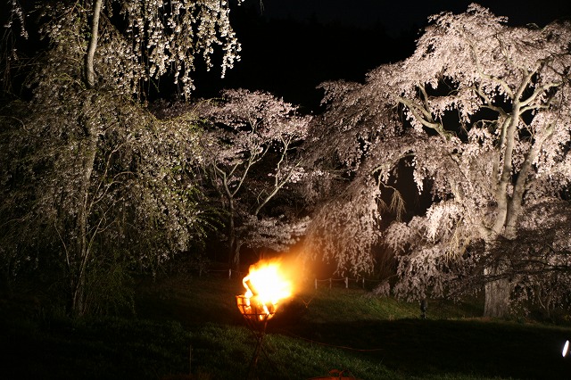 夜桜・広沢の池 027.jpg