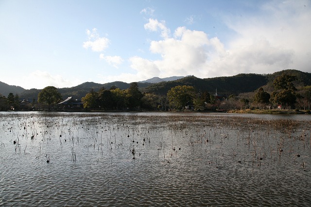 大覚寺の梅。 037.jpg