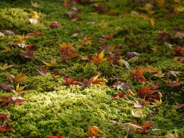 奥嵯峨野･紅葉 056.jpg