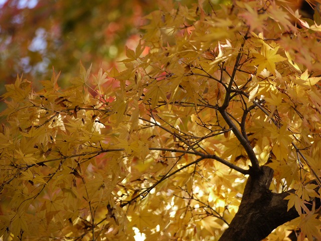 奥嵯峨野･紅葉 059.jpg