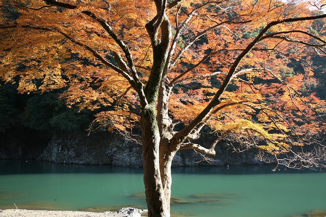 嵐山。紅葉2013 040.jpg