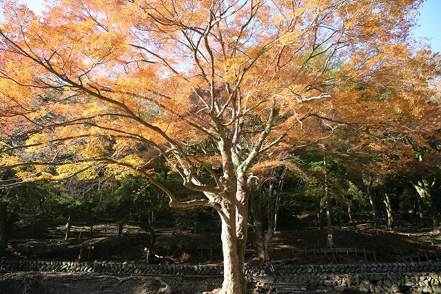 嵐山。紅葉2013 045.jpg