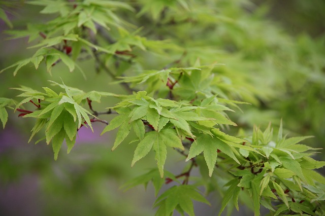 御室桜・2014 056.jpg