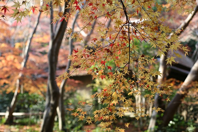 散り紅葉・2013 112.jpg