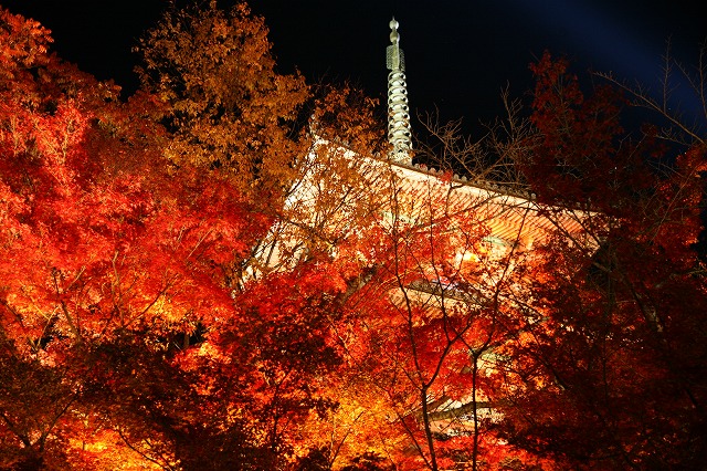 晩秋・清水寺・2013 062.jpg