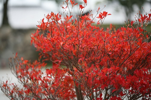 本願寺 077.jpg