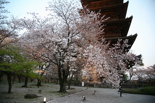 東寺　2014ライトアップ 020.jpg