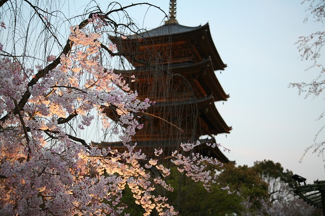 東寺　2014ライトアップ 023.jpg