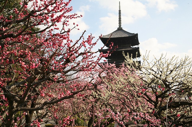 東寺・梅と河津桜 023.jpg