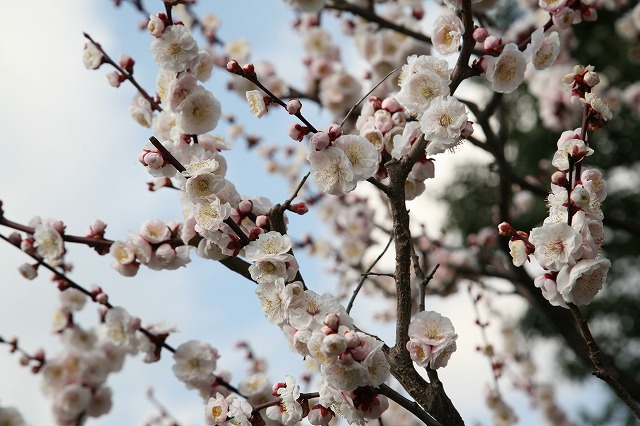 東寺・梅と河津桜 036.jpg