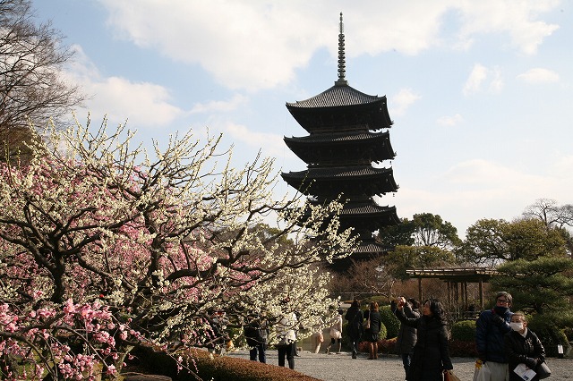 東寺・梅と河津桜 044.jpg