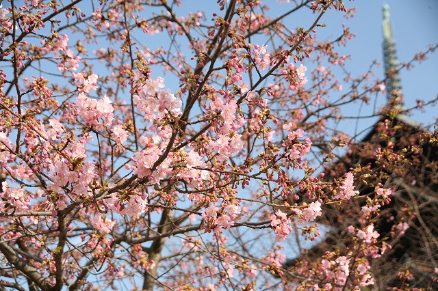 東寺・梅と河津桜 069.jpg