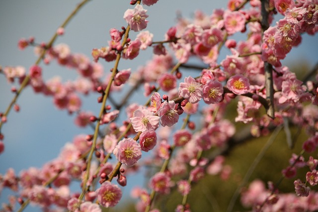 東寺・梅と河津桜 079.jpg