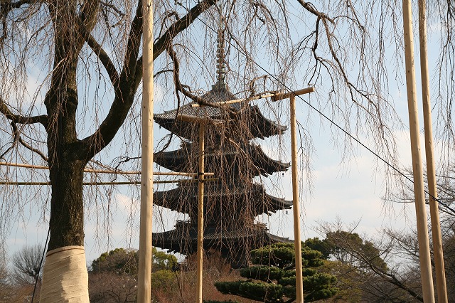 東寺・梅と河津桜 087.jpg