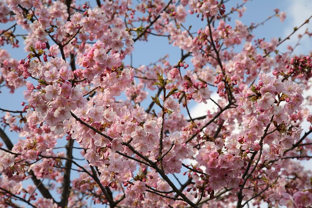 東寺・梅と河津桜 119.jpg