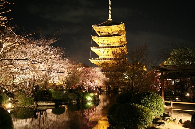 東寺夜桜.jpg