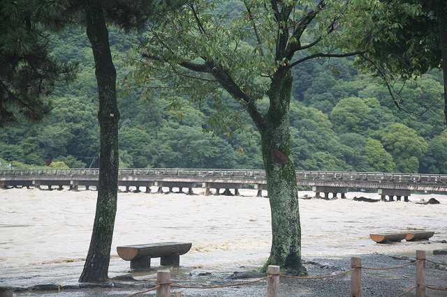 桂川･台風11 013.jpg