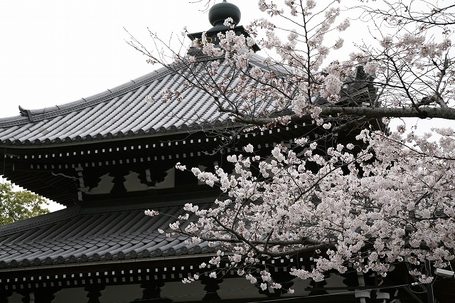 桜 005.jpg