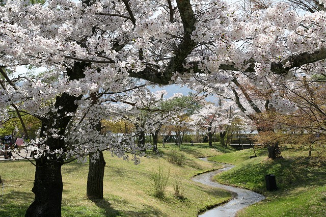 桜の日 029.jpg