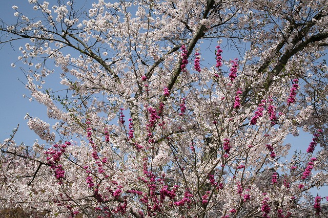 桜の日 056.jpg