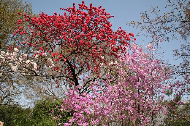 桜の日 066.jpg