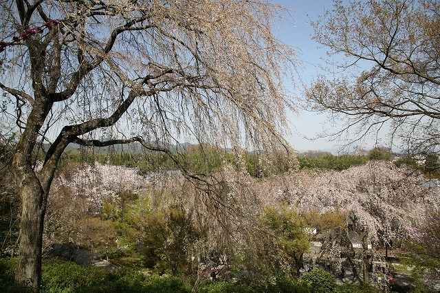 桜の日 090.jpg