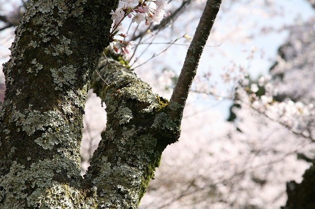 桜を巡る。 088.jpg