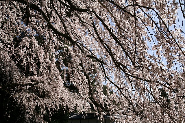 桜・ＣＡＮＯＮ 045.jpg