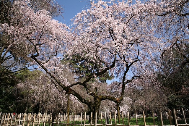 桜・ＣＡＮＯＮ 069.jpg