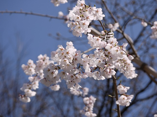 桜・ＬＵＭＩＸ 014.jpg