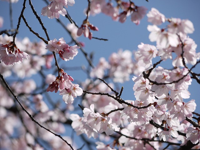 桜・ＬＵＭＩＸ 019.jpg