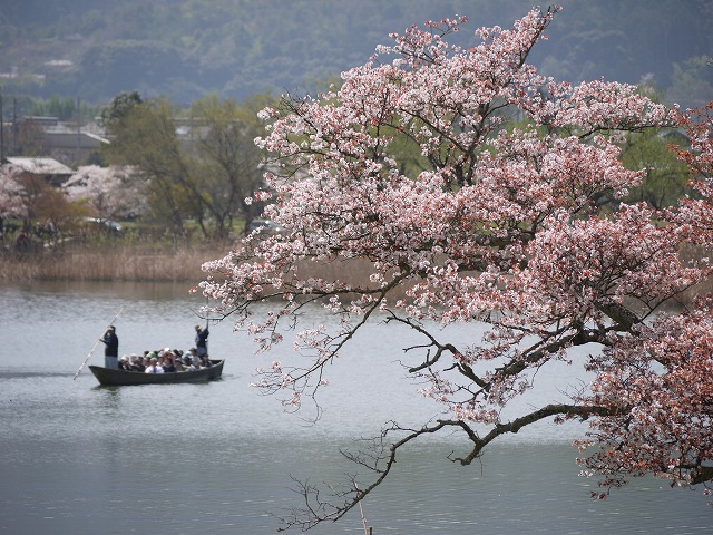 桜日 010.jpg