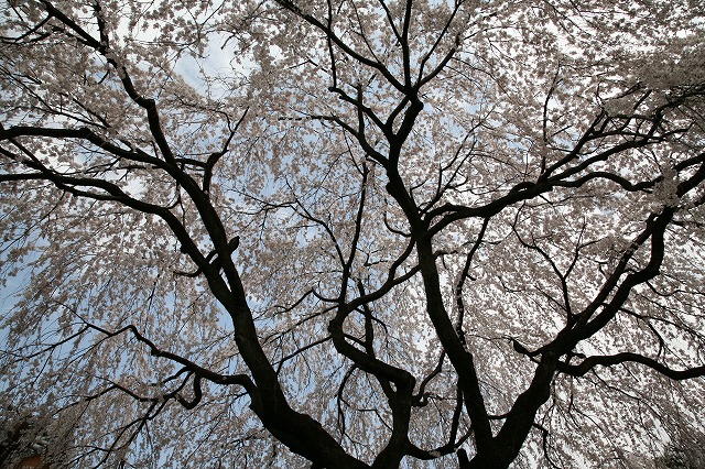 桜日Ｃａｎｏｎ 008.jpg