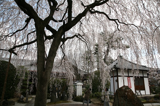 桜日Ｃａｎｏｎ 011.jpg