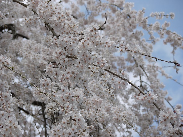 桜日ＬＵＭＩＸ 016.jpg