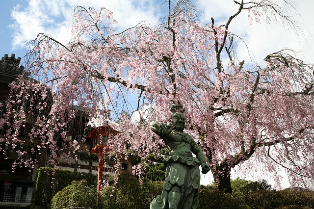 桜花 013.jpg