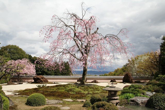 桜花 019.jpg