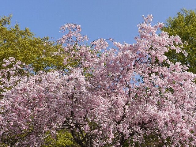 比叡山・桜 001.jpg