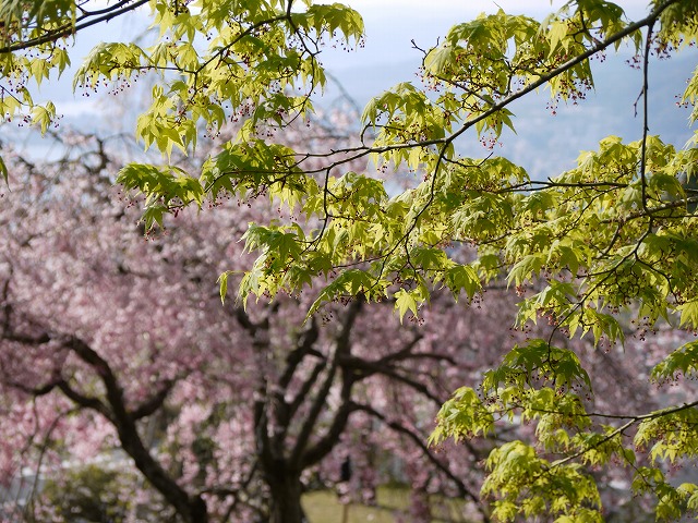 比叡山・桜 015.jpg