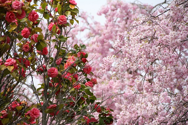 比叡山・桜・2014 014.jpg