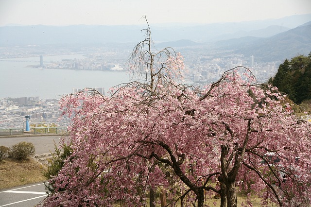 比叡山・桜・2014 031.jpg